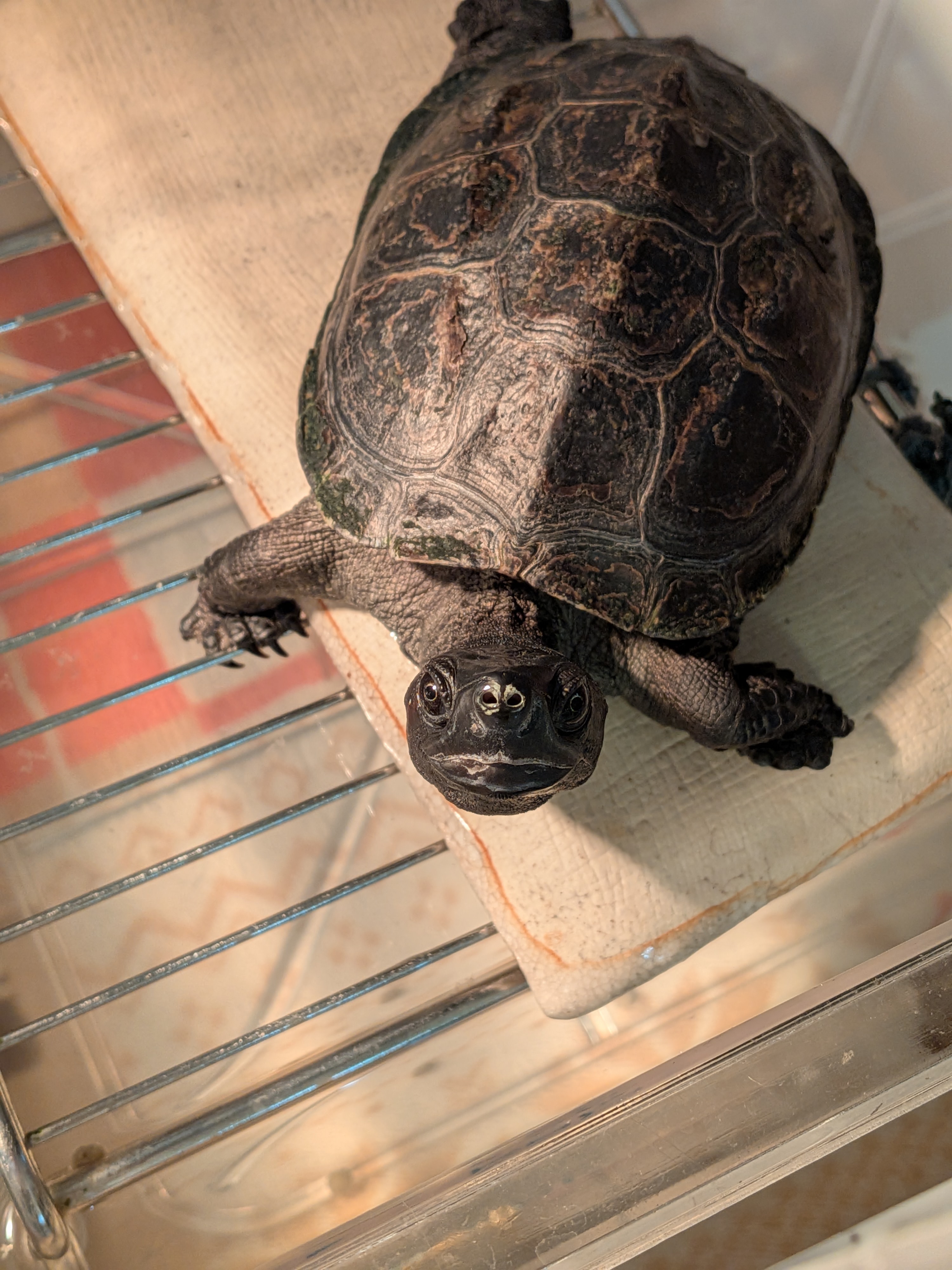 こちらを見つめている黒いクサガメ