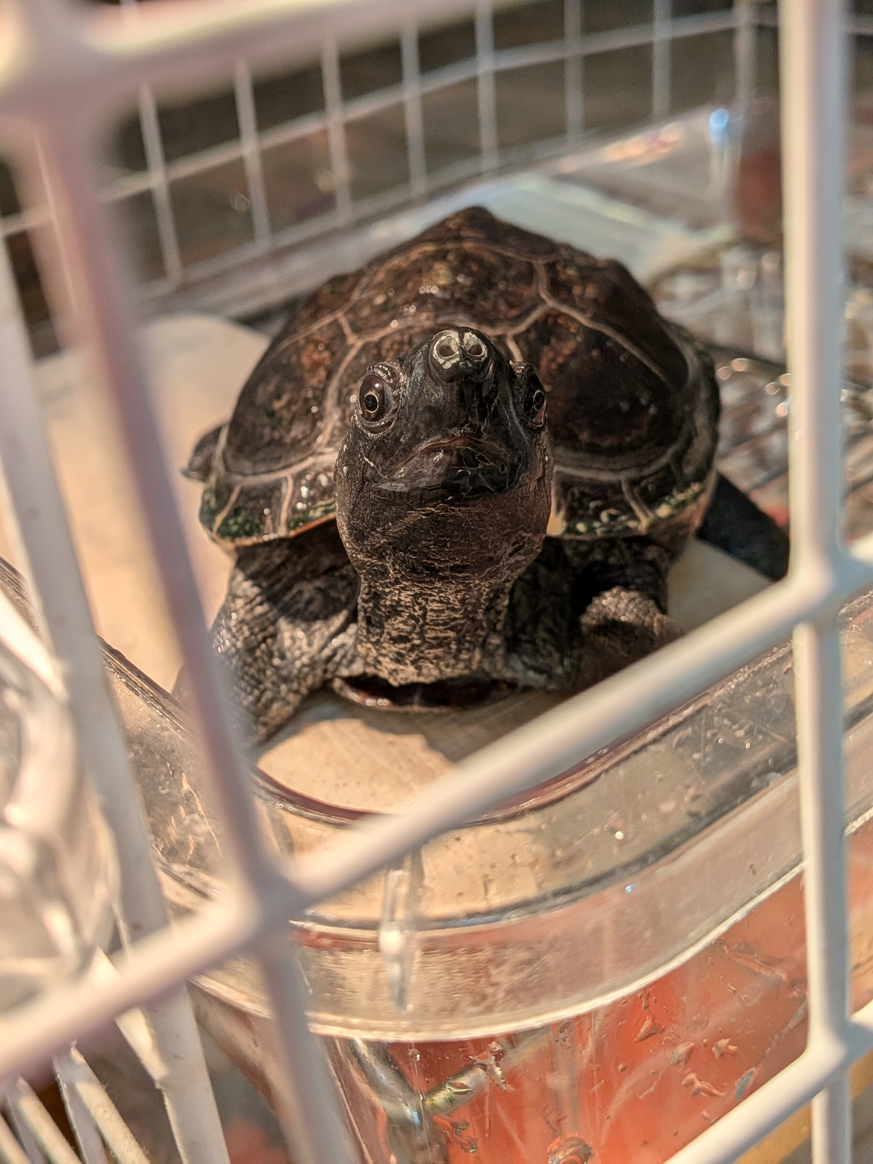 白い陸地の上で首を伸ばしてこちらを見ている小柄な黒いクサガメ