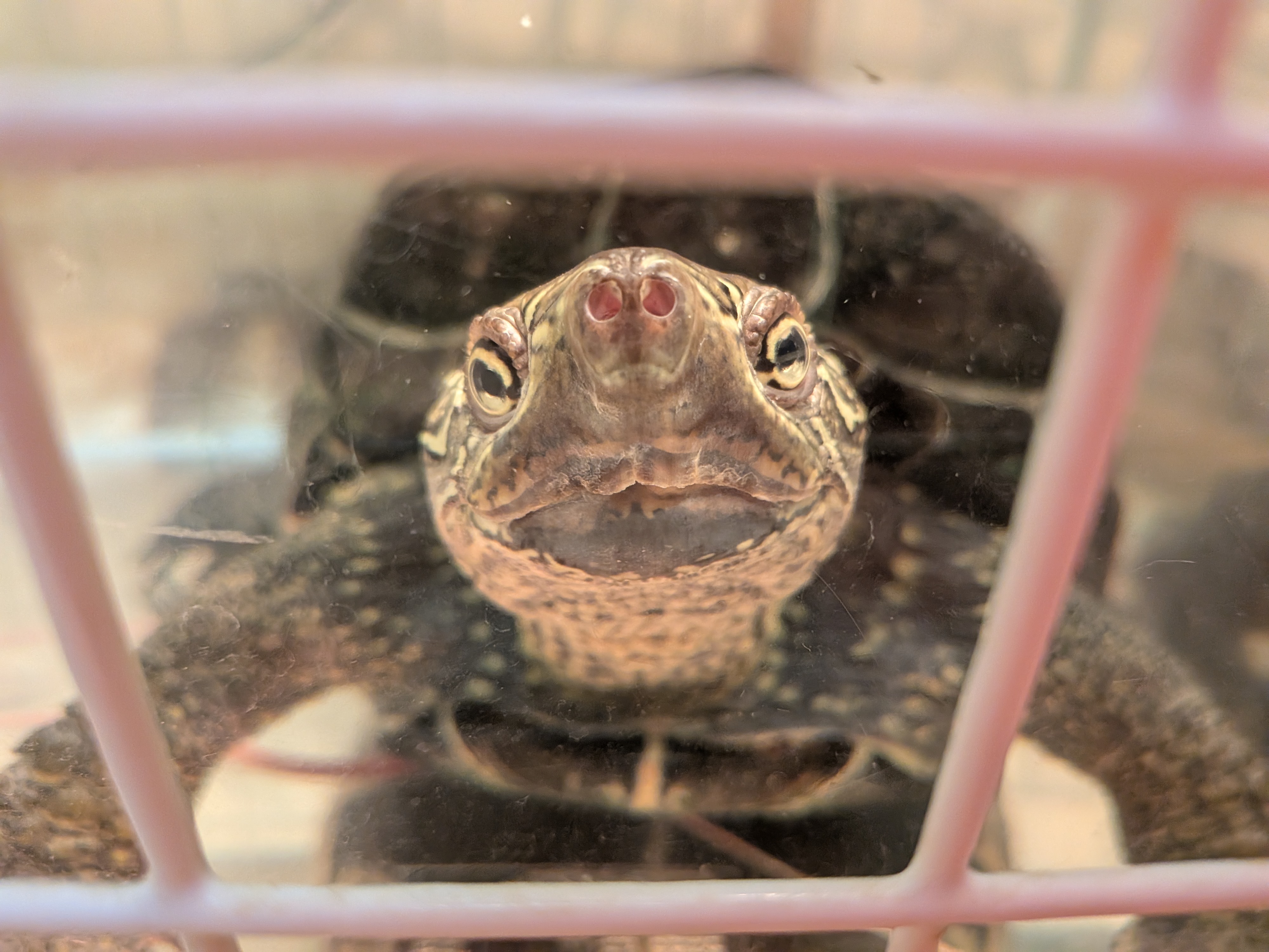 水中からこちらを見つめている顔に模様のあるタイプのクサガメ