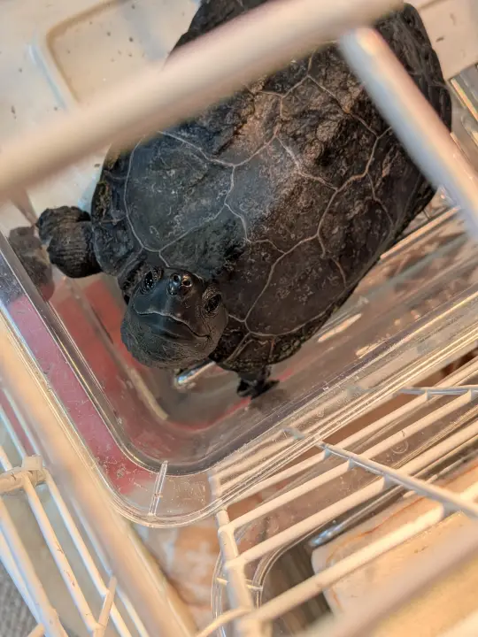 白いお皿で作った陸地に乗っかっている黒いクサガメ