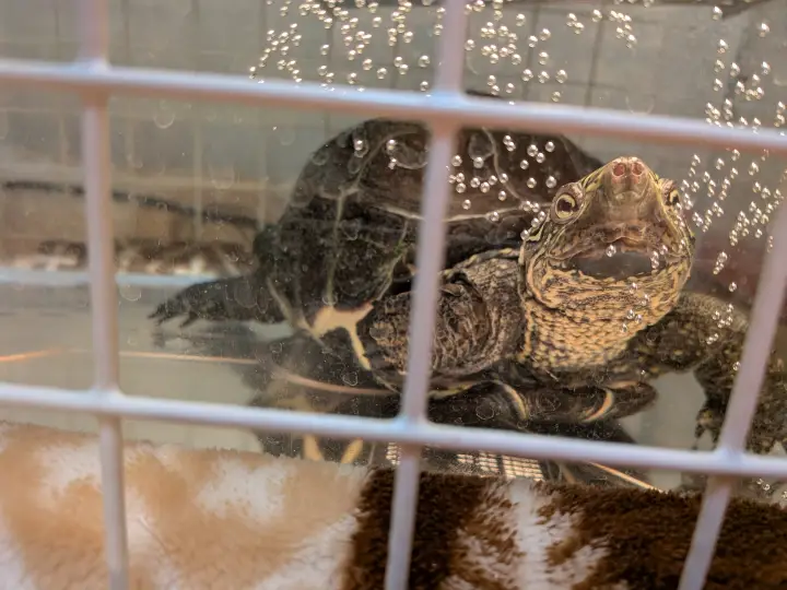 水中からこちらを見つめている顔に模様のあるタイプのクサガメ