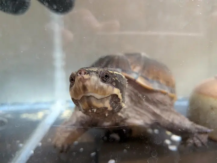 こちらを見つめているミシシッピニオイガメ