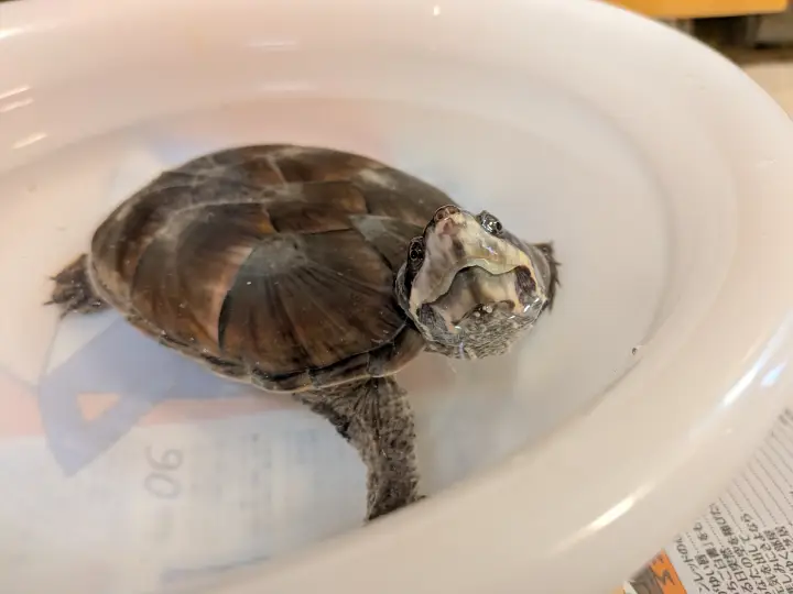 水を張った白い洗面器の中からこちらを見ているミシシッピニオイガメ