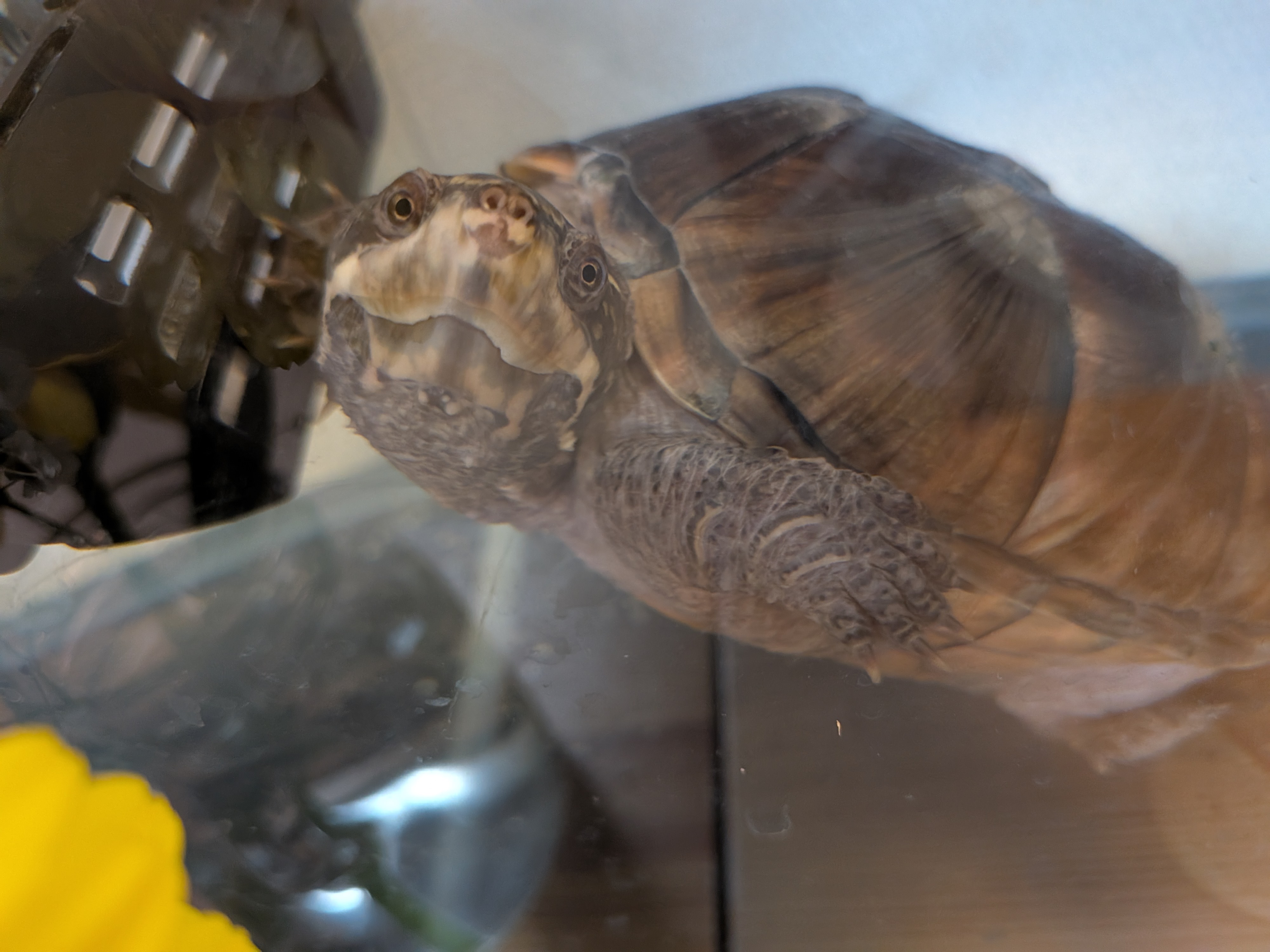 水中ヒーターに片手をかけてこちらを見ているミシシッピニオイガメ